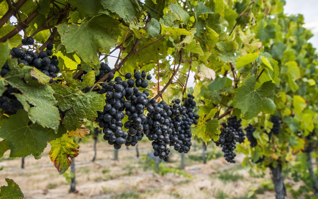 Fast Facts about Pinot Noir