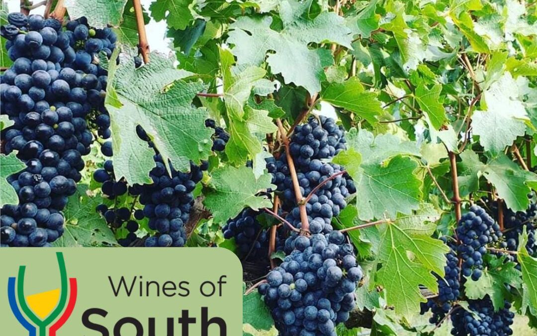 South Africa Wine Month: Big Reds Tasting