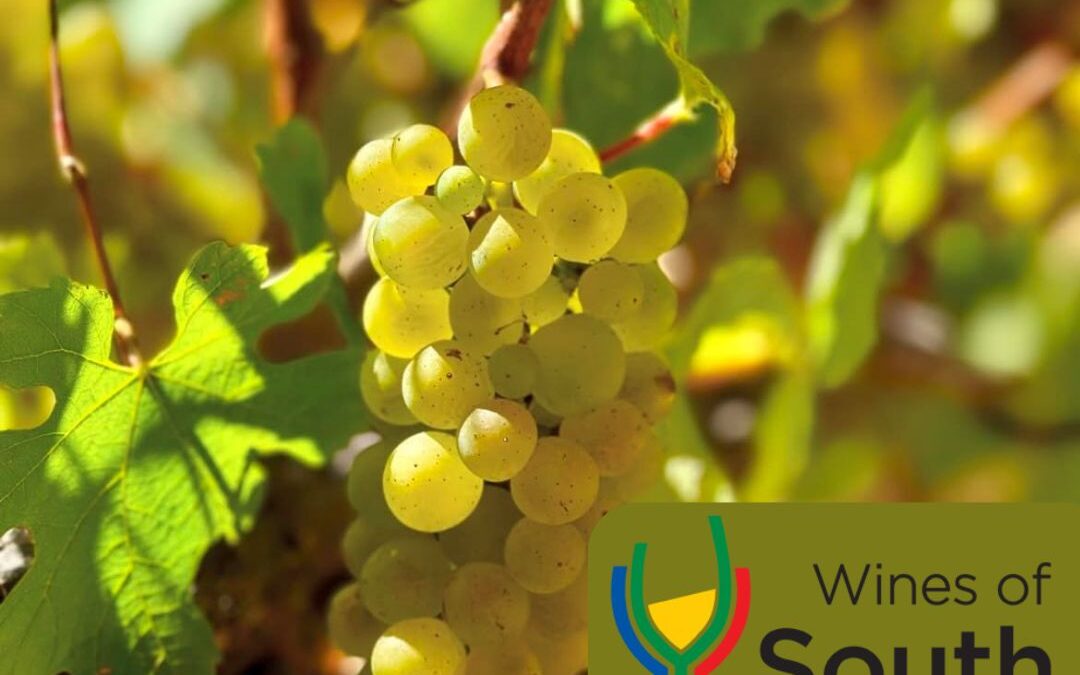 South Africa Wine Month: Sauvignon Blanc & Chardonnay Tasting